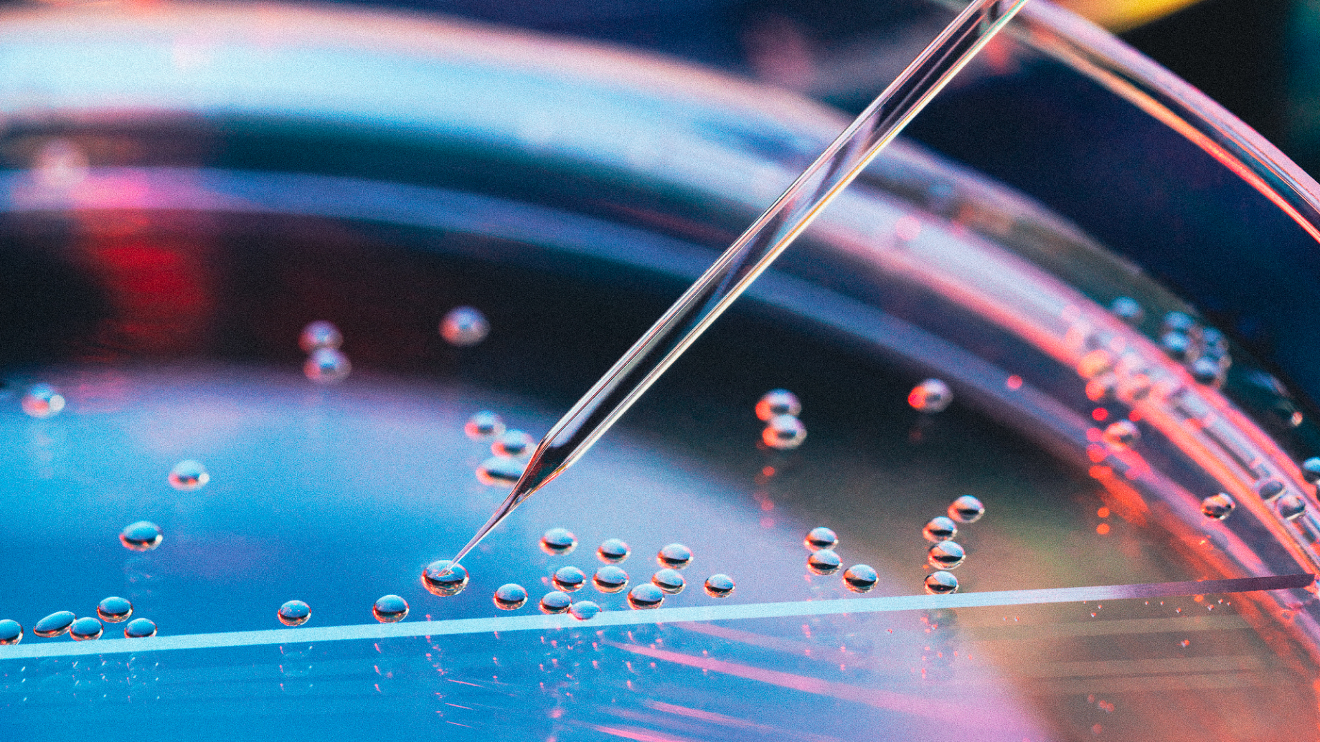 Close up of stem cells in a petri dish